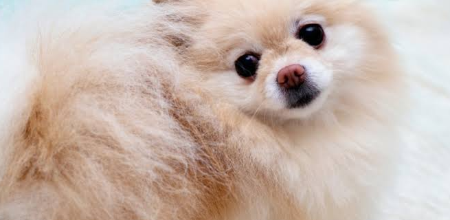 犬は汗をかくの？