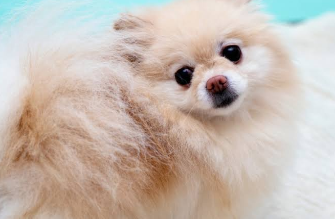 犬も汗をかきます